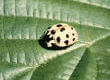 Picture of a Lady Bug by Hans Reich