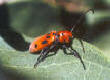 Picture of a Milkweed Bug by Hans Reich