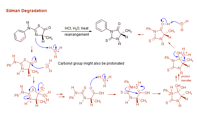 Edman Degradation